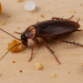 What Do Cockroaches Eat